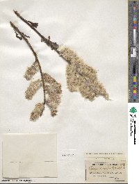 Salix discolor image