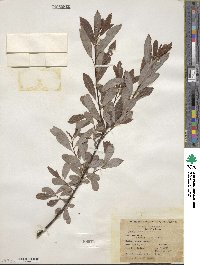 Salix discolor image