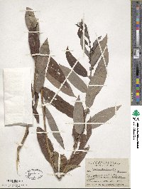 Salix discolor image