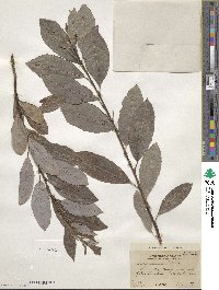 Salix discolor image