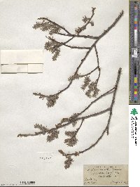 Salix discolor image