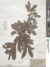 Salix discolor image