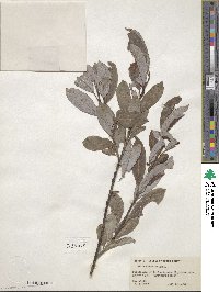 Salix discolor image