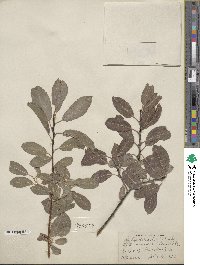 Salix discolor image