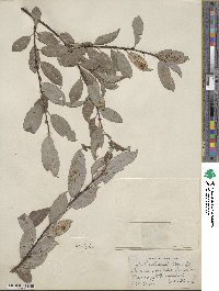 Salix discolor image