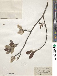 Salix discolor image