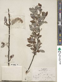 Salix discolor image