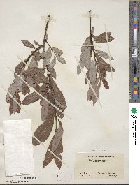 Salix discolor image