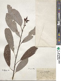 Salix discolor image