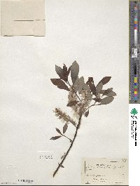 Salix discolor image