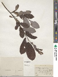 Salix discolor image