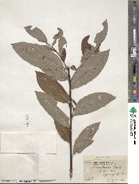 Salix discolor image