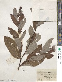 Salix discolor image