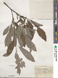 Salix discolor image