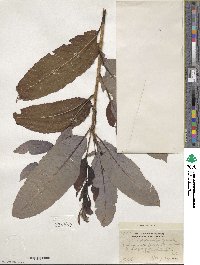 Salix discolor image