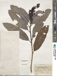 Salix discolor image