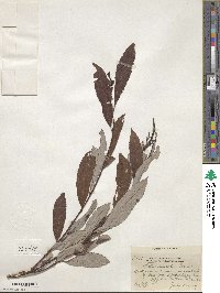 Salix discolor image