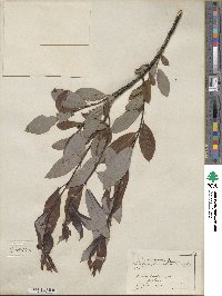 Salix discolor image