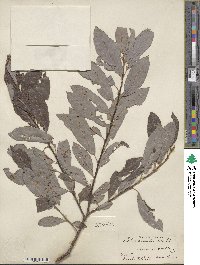 Salix discolor image