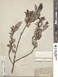 Salix discolor image