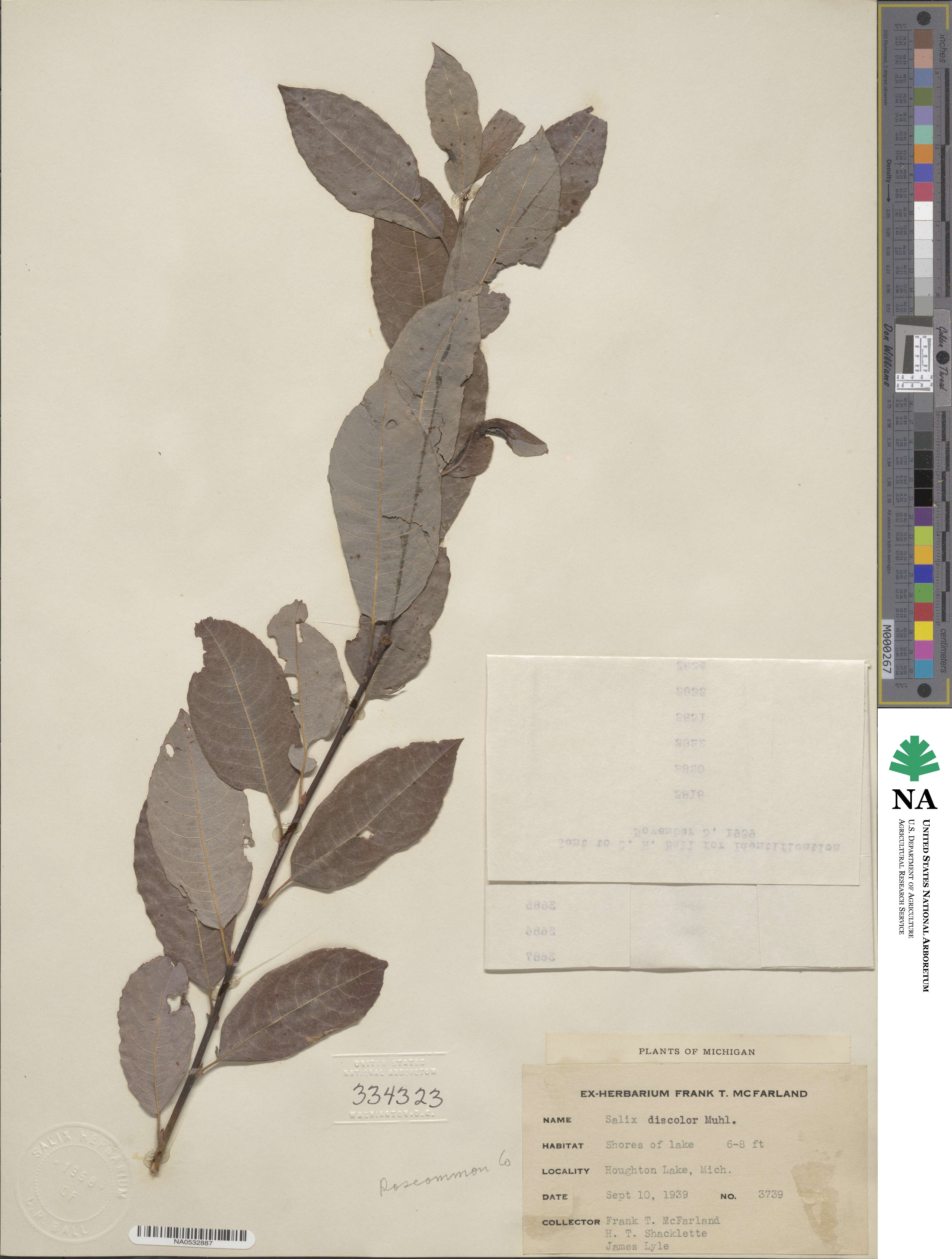 Salix discolor image
