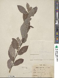 Salix discolor image