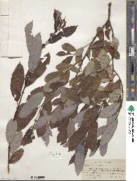 Salix discolor image