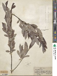 Salix discolor image