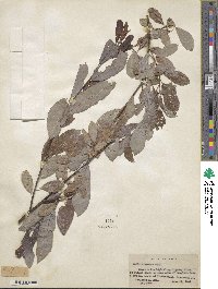 Salix discolor image