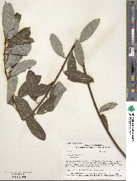 Salix discolor image