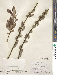 Salix discolor image