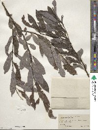 Salix discolor image