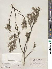 Salix discolor image