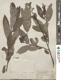 Salix discolor image