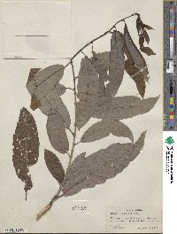 Salix discolor image