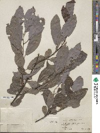 Salix discolor image