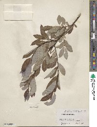 Salix discolor image