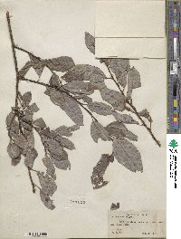 Salix discolor image