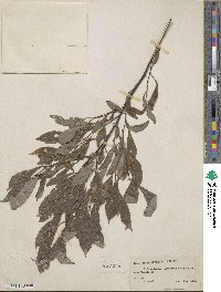 Salix discolor image