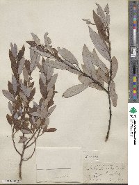 Salix discolor image