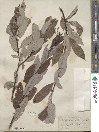 Salix discolor image