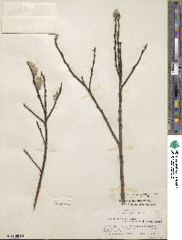 Salix discolor image