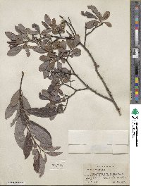 Salix discolor image