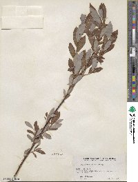 Salix discolor image