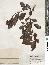 Salix discolor image