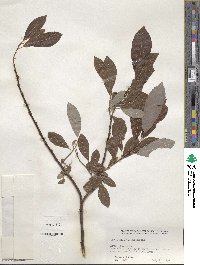 Salix discolor image