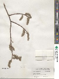 Salix discolor image