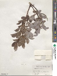 Salix discolor image