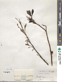 Salix discolor image