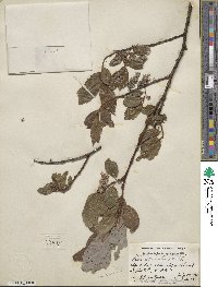 Salix discolor image